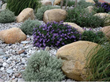 Thinking Green: heatproofing your garden in Midland