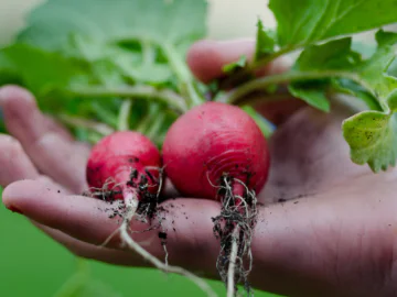 Thinking Green: Wicking Beds