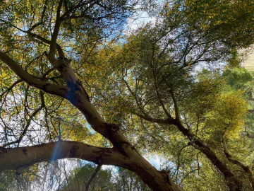 Thinking Green: Old trees, young trees