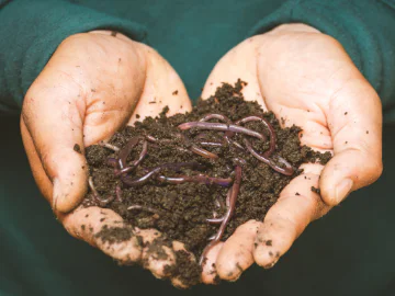 Thinking Green: worm farming