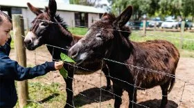 A child feeds a leaf to two donkeys