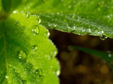 Thinking Green: Save water, boost soil. The power of microbes.