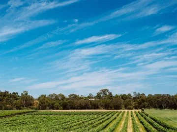 A clear blur sky over a vineyard in the Swan Valley, with trees on the horizon