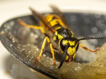 A European wasp eating sugar from a bowl