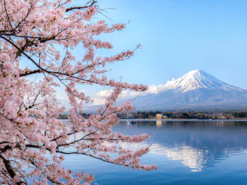 Mount Fuji and a cherry blossom tree