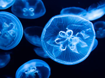 Luminescent jellyfish swimming underwater